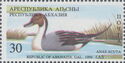 Gal Region: Pintail (Anas acuta)