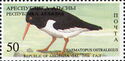 Gal Region: Oystercatcher (Haematopus ostrolegus)