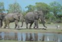 Elephants walking