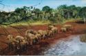 Elephants Looking for Salt