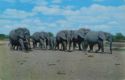 Elephant Herd
