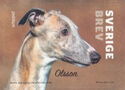 Olsson, Whippet