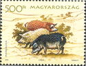 Mangalitsa Pig (Sus scrofa domestica)
