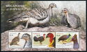 Megapodes of Australia