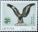Golden Eagle (Aquila chrysaetos)