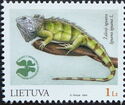 Green Iguana (Iguana iguana)