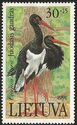 Black Stork (Ciconia nigra)