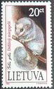 European Edible Dormouse (Glis glis)