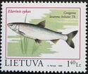 Common Whitefish (Coregonus lavaretus)
