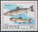 Atlantic Salmon (Salmo salar)