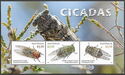 Cicadas of Australia