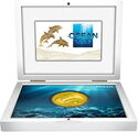 250 Dollars (Ocean Five - Bottlenose Dolphins)
