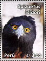 Black-and-chestnut Eagle (Spizaetus isidori)