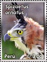 Ornate Hawk-Eagle (Spizaetus ornatus)