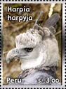 Harpy Eagle (Harpia harpyja)