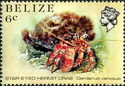 Star-eyed Hermit Crab (Dardanus venosus)