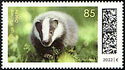 European Badger (Meles meles)
