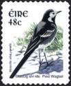 Pied Wagtail (Motacilla alba)