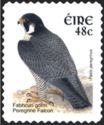 Peregrine Falcon (Falco peregrinus)