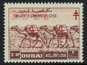 Camel Caravan, Dromedary (Camelus dromedarius), Anti TBC