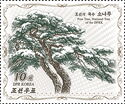 Korean Pine (Pinus koraiensis )