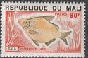 Moonfish (Citharinus latus)