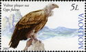 Griffon Vulture (Gyps fulvus)