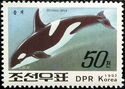 Killer Whale (Orcinus orca)
