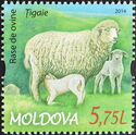Țigaie Sheep (Ovis aries)