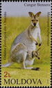 Bennett's Wallaby (Macropus rufogriseus)