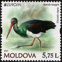 Black Stork (Ciconia nigra)