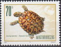 Hermann's Tortoise (Testudo hermanni)