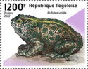 Green Toad (Bufotes viridis)