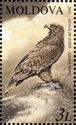 Tawny Eagle (Aquila rapax)