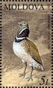 Little Bustard (Tetrax tetrax)