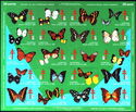 Tuberculosis Christmas Seals Sheet (butterflies) 1969