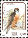 Peregrine Falcon (Falco peregrinus peregrinator)