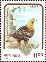 Himalayan Golden Eagle (Aquila chrysaëtos daphanea) 