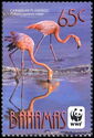 Caribbean Flamingo (Phoenicopterus ruber)