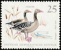 Greylag Goose (Anser anser)