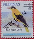 Black-naped Oriole (Oriolus chinensis)