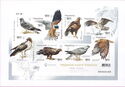 Birds of Prey in Red Book of Ukraine (Complete Booklet)