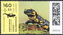 Fire Salamander (Salamandra salamandra)