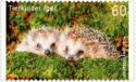 West European Hedgehog (Erinaceus europaeus)