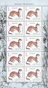 Stoat (Mustela erminea)