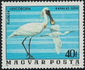 Eurasian Spoonbill (Platalea leucorodia)