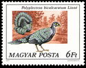 Grey Peacock-pheasant (Polyplectron bicalcaratum)