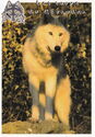 Wolves of Canada. She-wolf