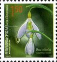 Snowdrop (Galanthus nivalis)