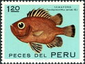 Popeye Catalufa (Pseudopriacanthus serrula)